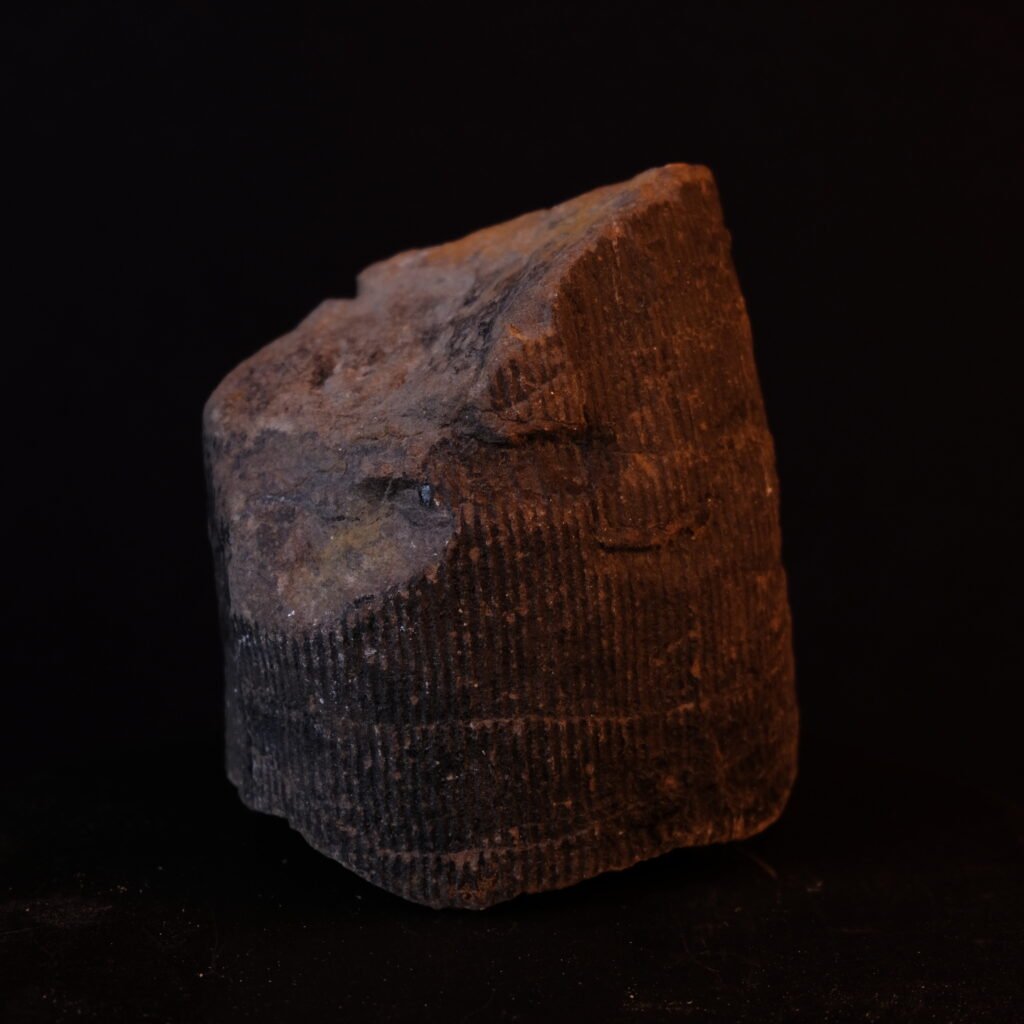 Schachtelhalm, fossil