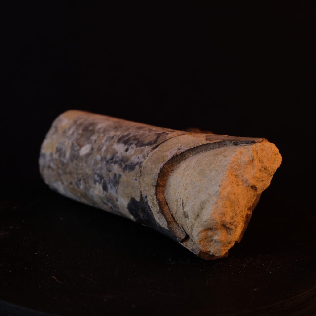 Knochen, fossil