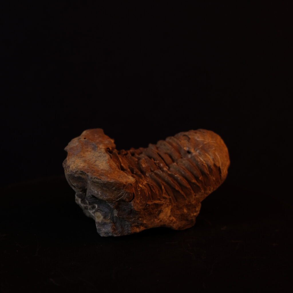 Trilobit