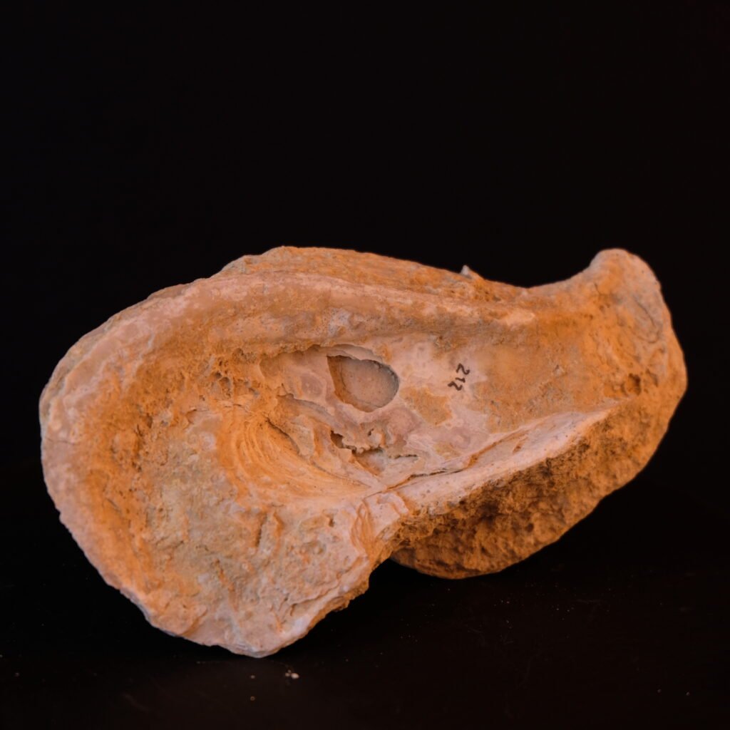 Muschelschale