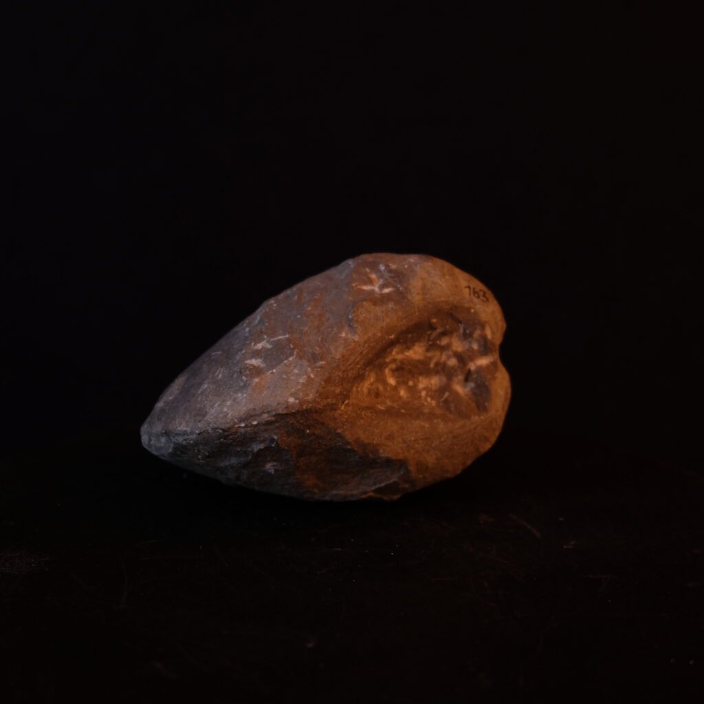 Muschel, fossil