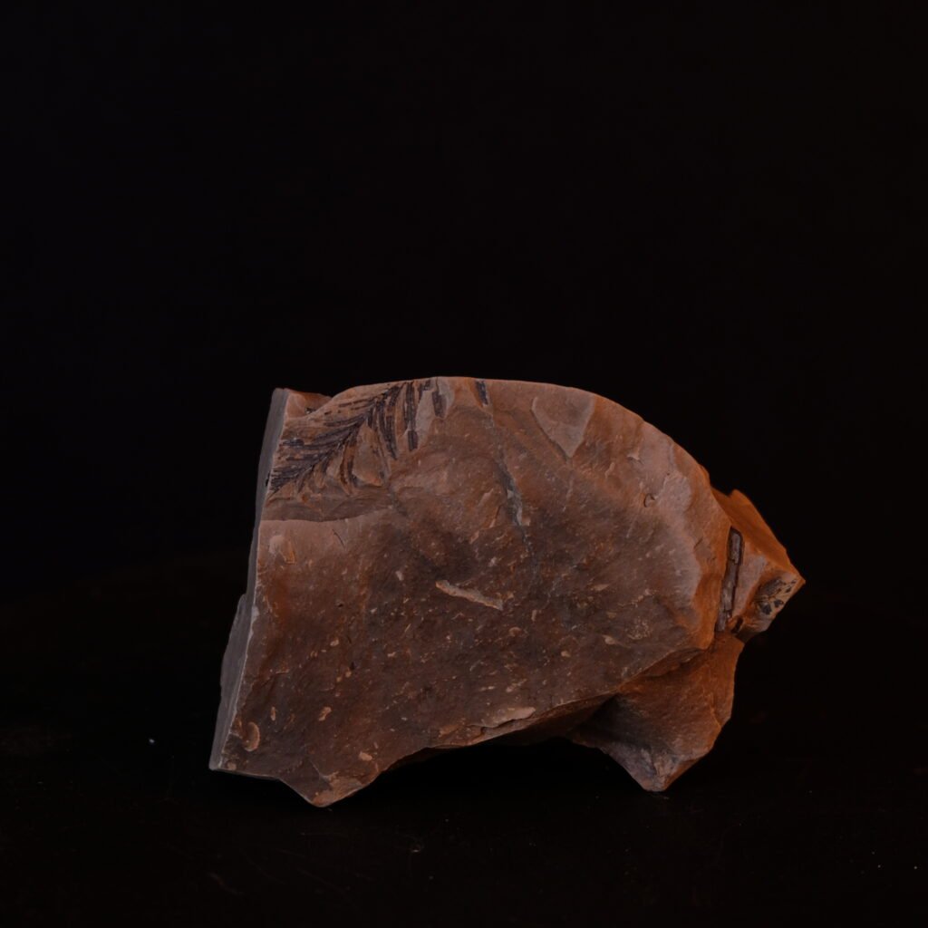 Pflanze, fossil