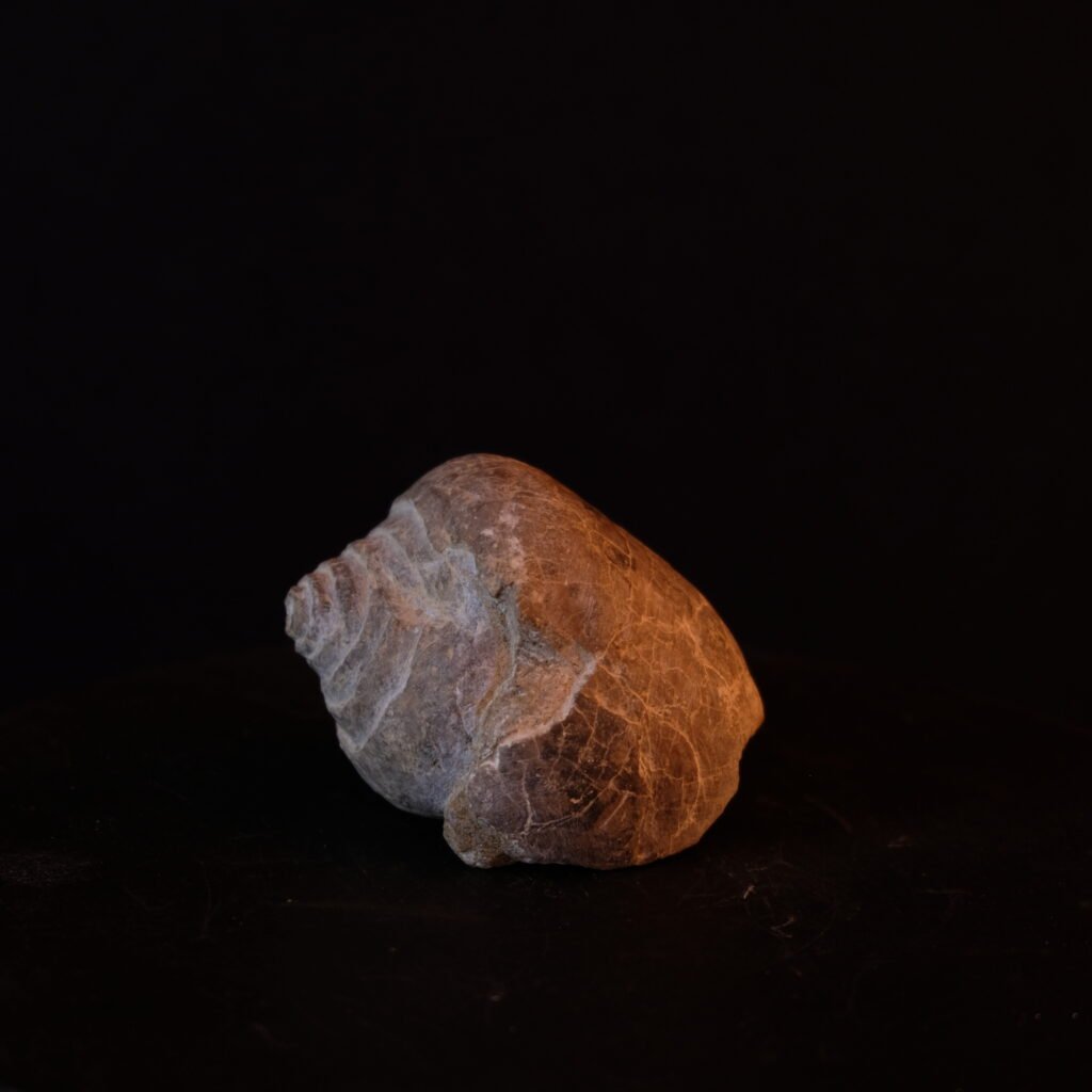 Muschel, fossil