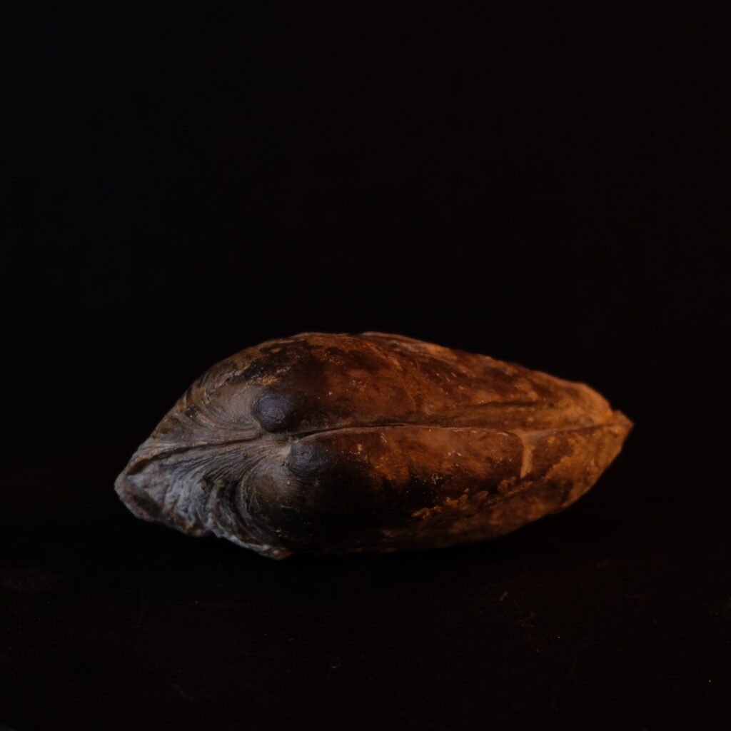 Muschel fossil