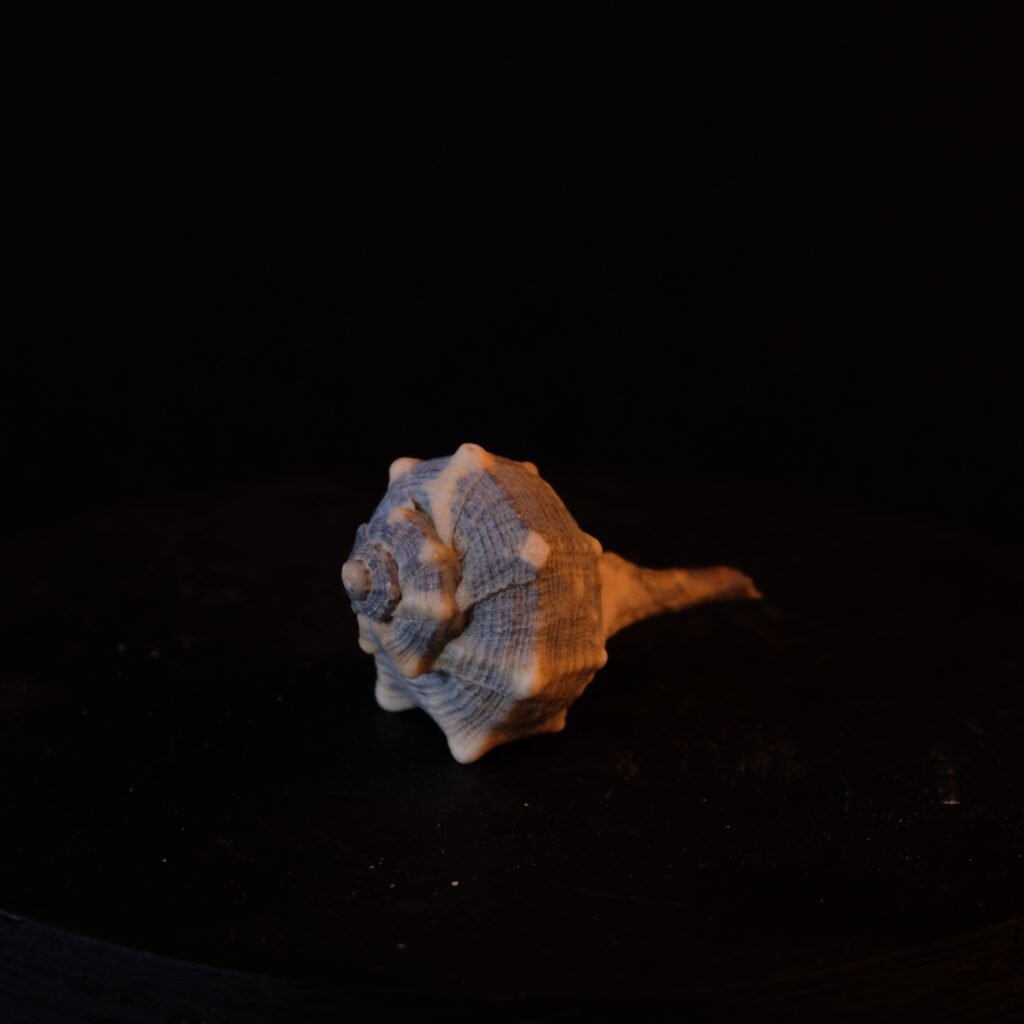 Schneckengehäuse