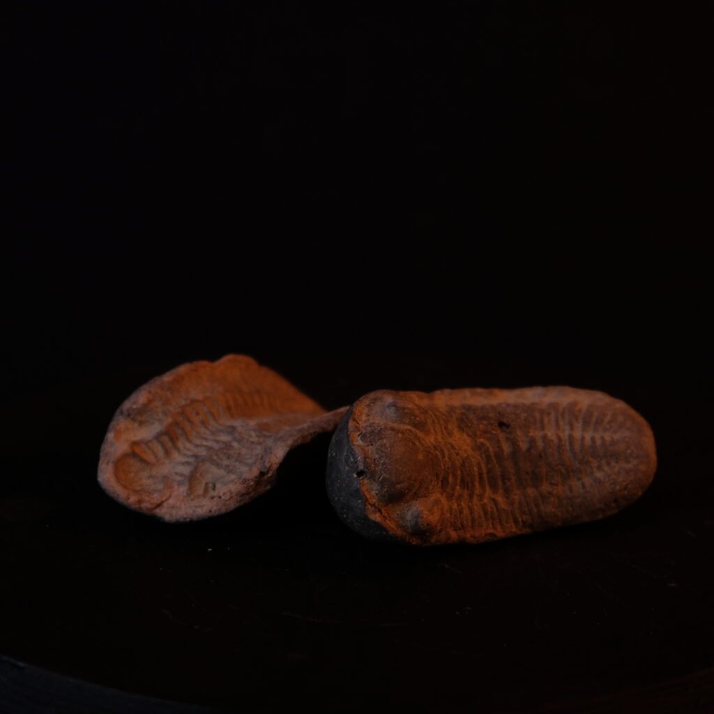 Trilobit