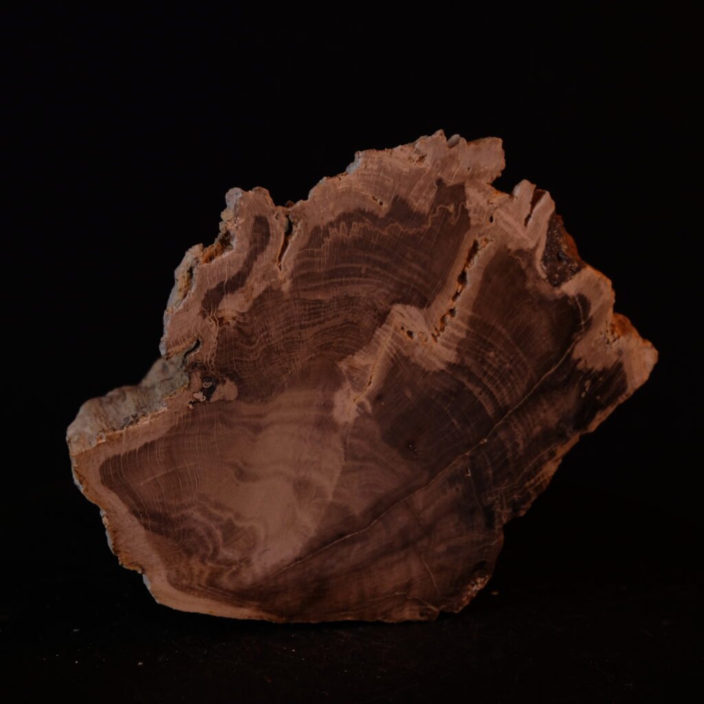 fossiles Holz