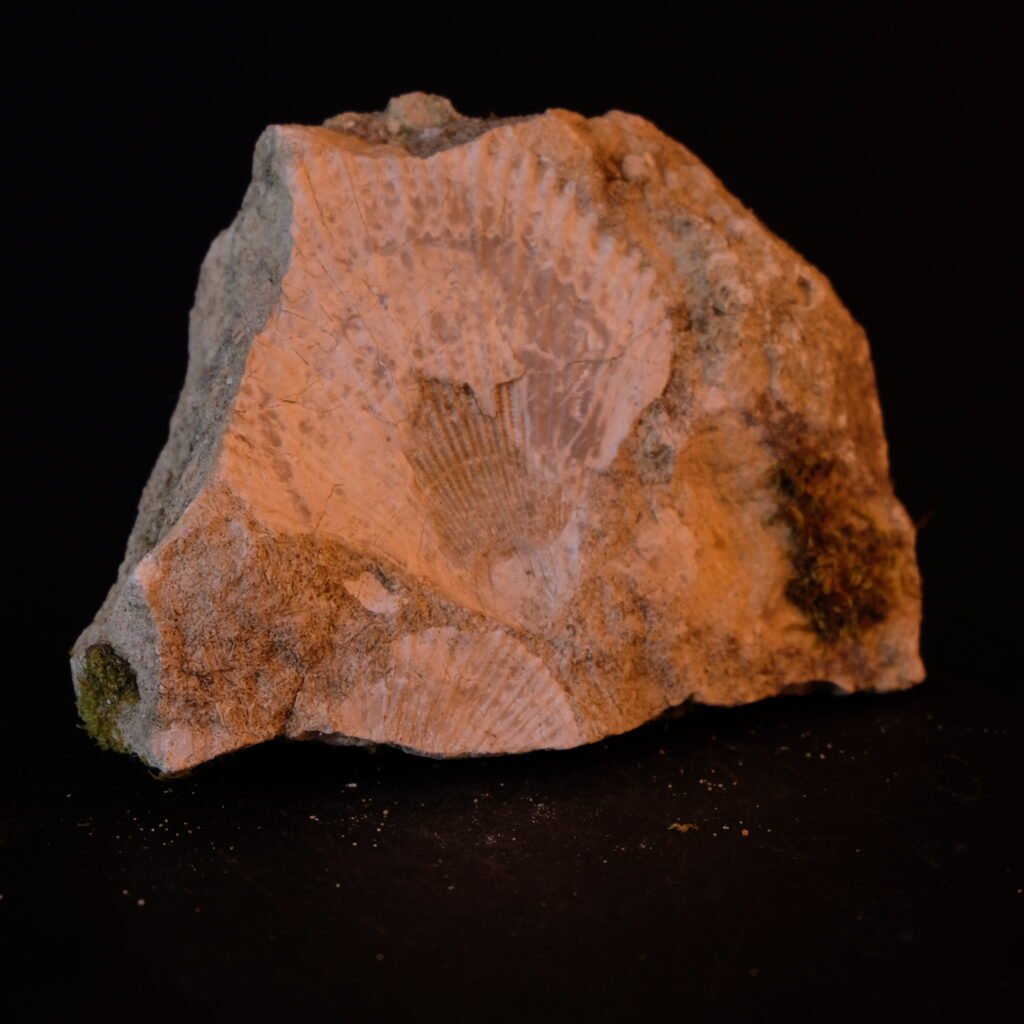 Muschel, fossil
