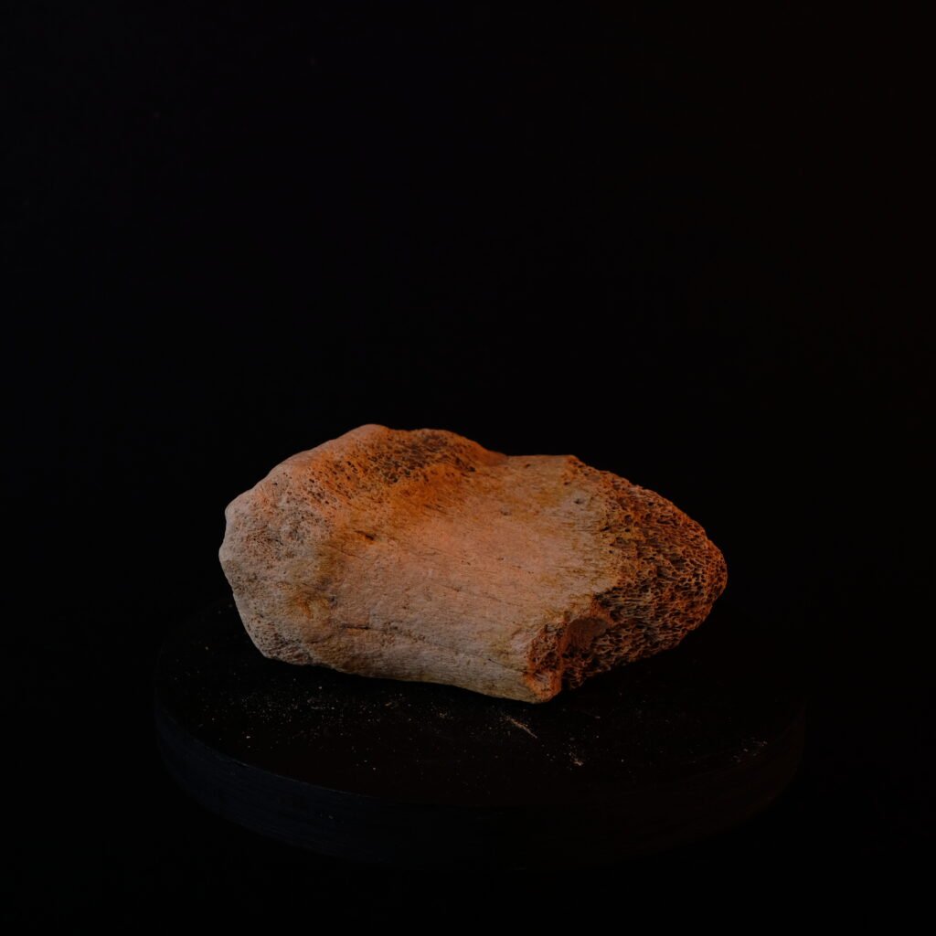 Knochenfragment