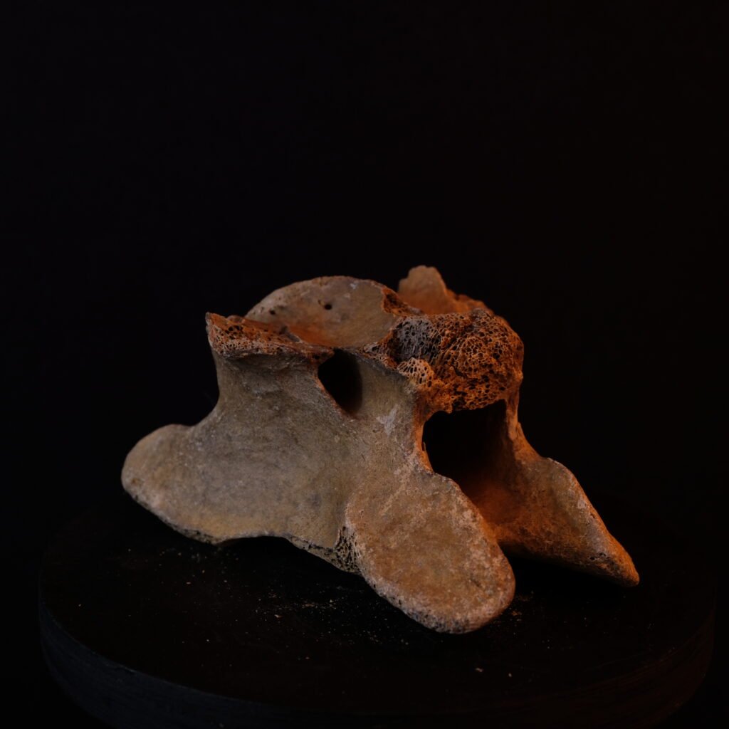 Wirbel, fossil, evtl. Riesenhirsch