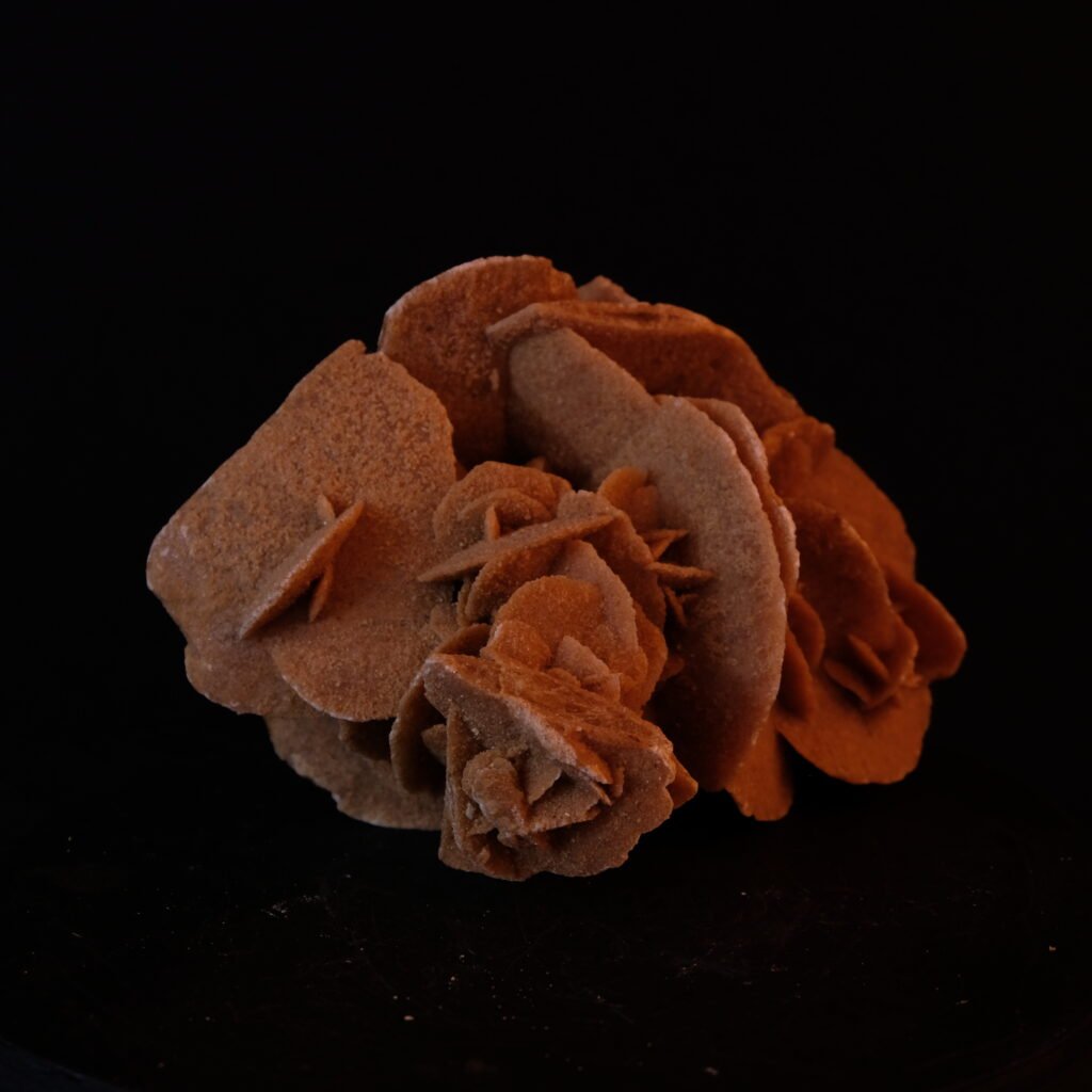 Sandrose