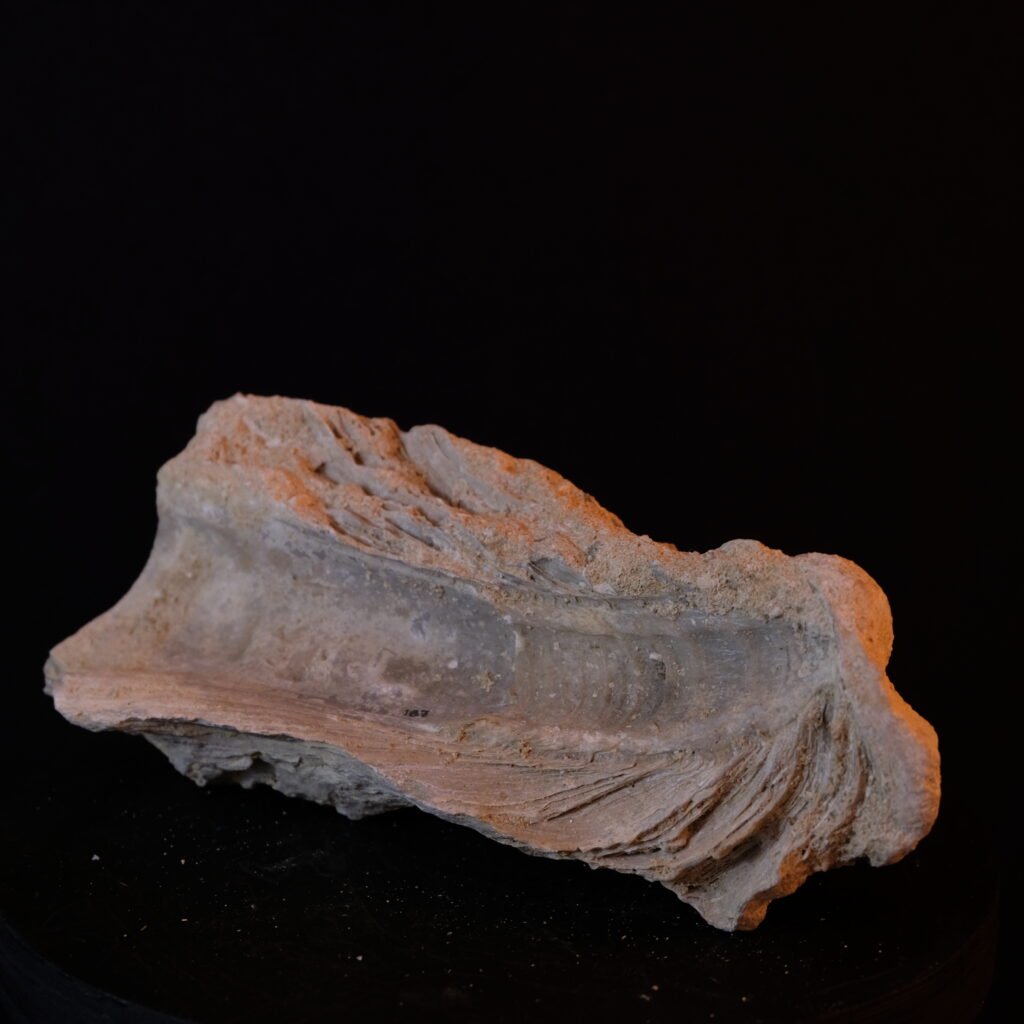 Muschelschale