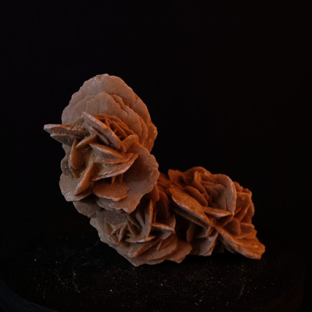 Sandrose