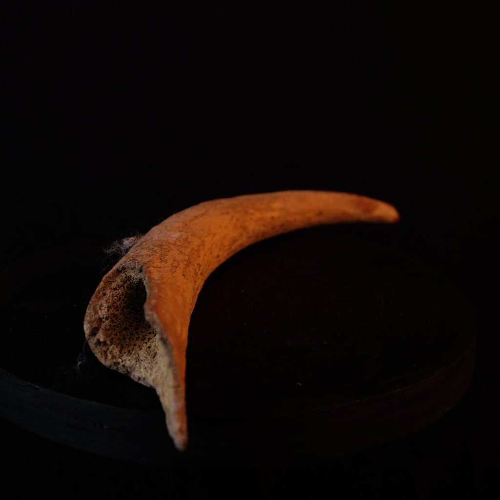 Zahn oder Kralle, fossil