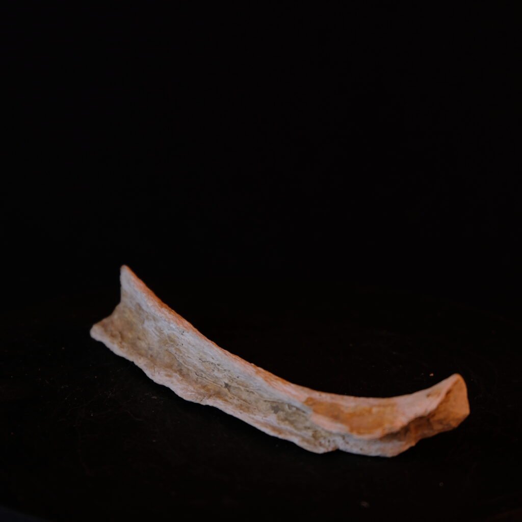 Knochenfragment, evtl. Rippe