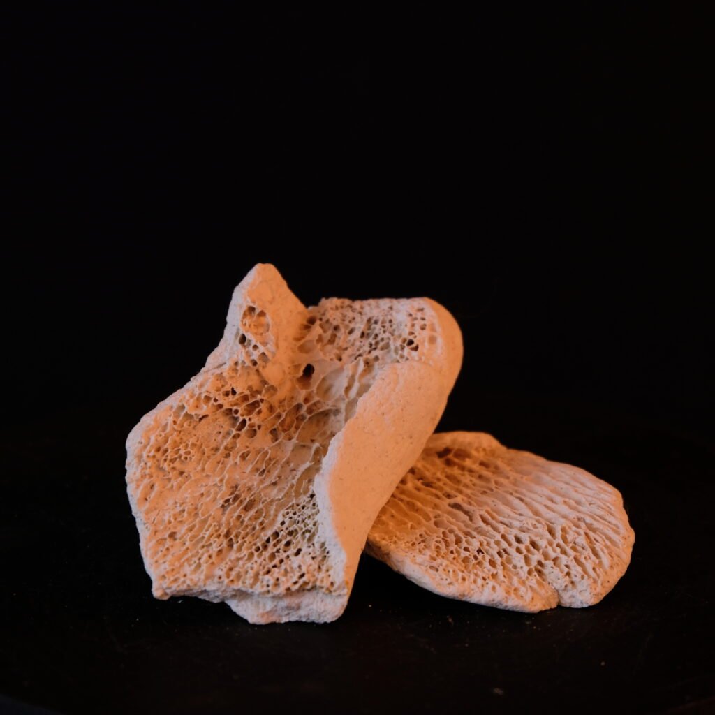 Knochenfragmente