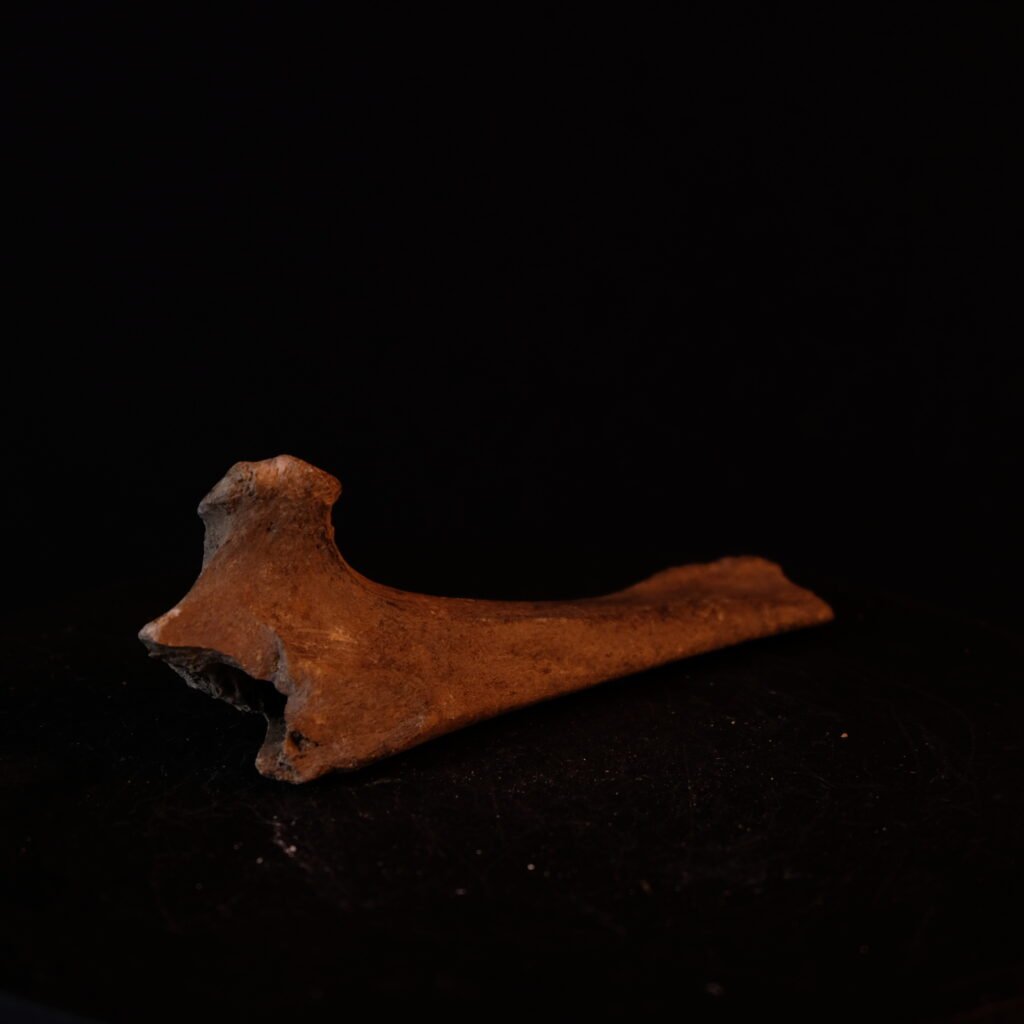 fossiler Knochen