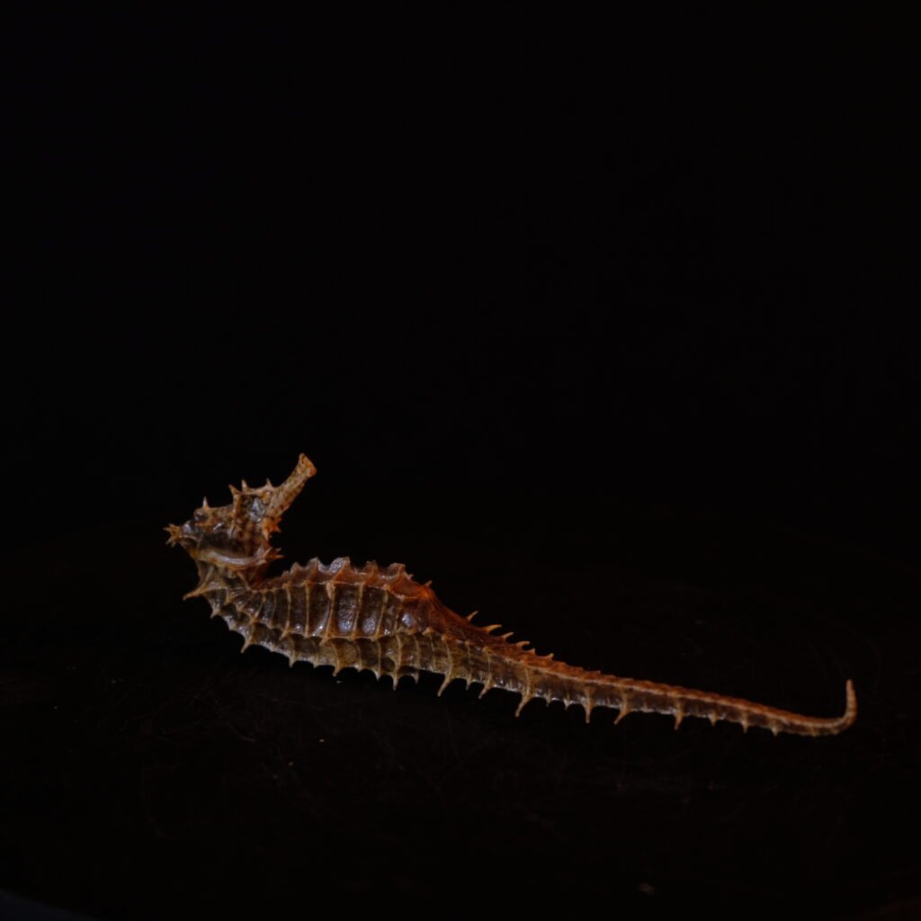 Seepferdchen, getrocknet