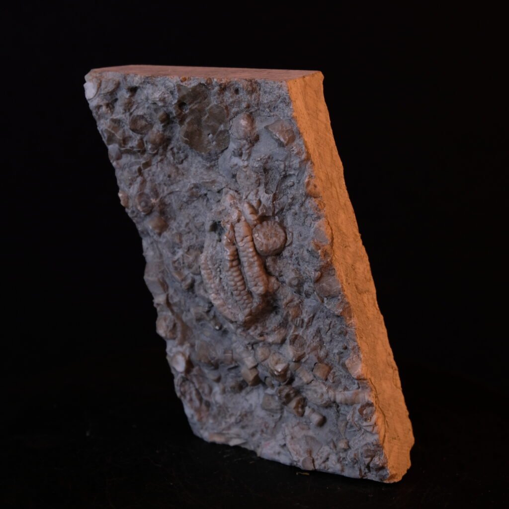 Seelilie, fossil