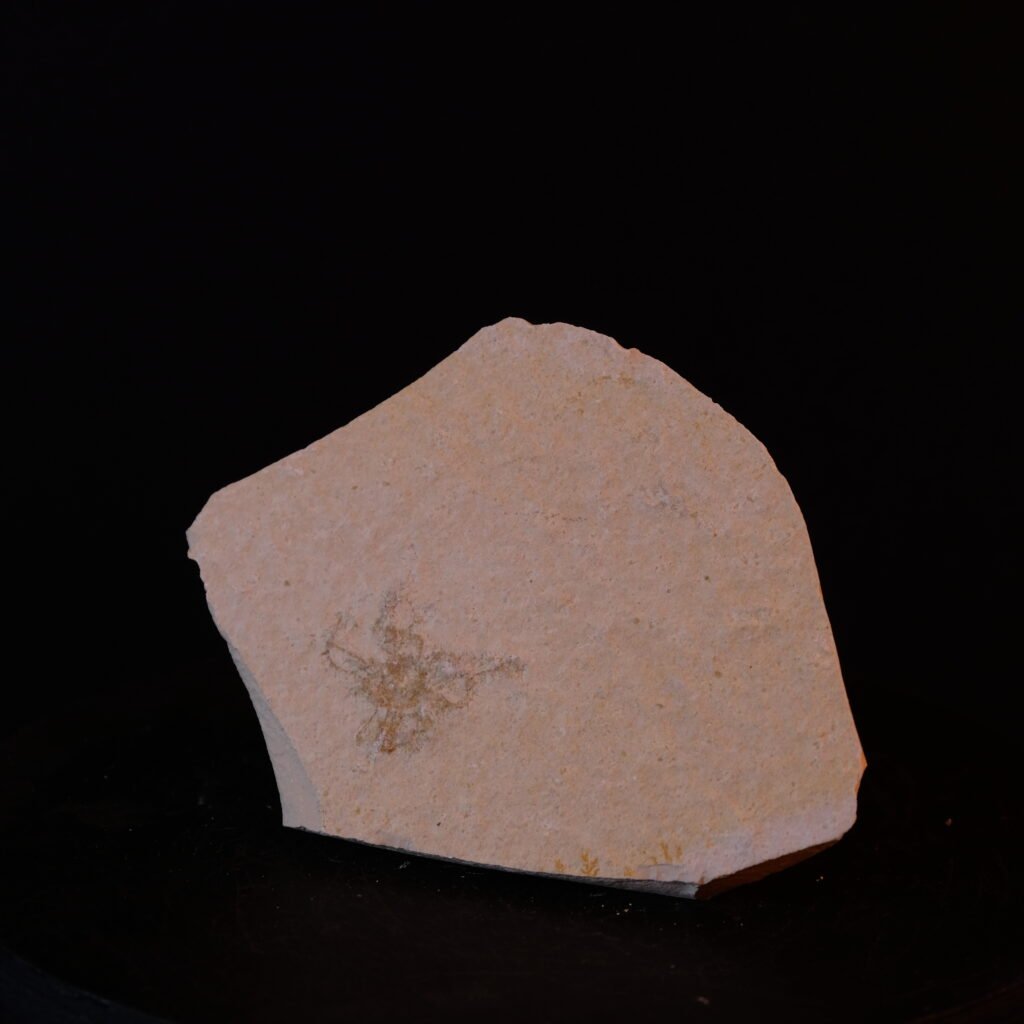 unbekannt