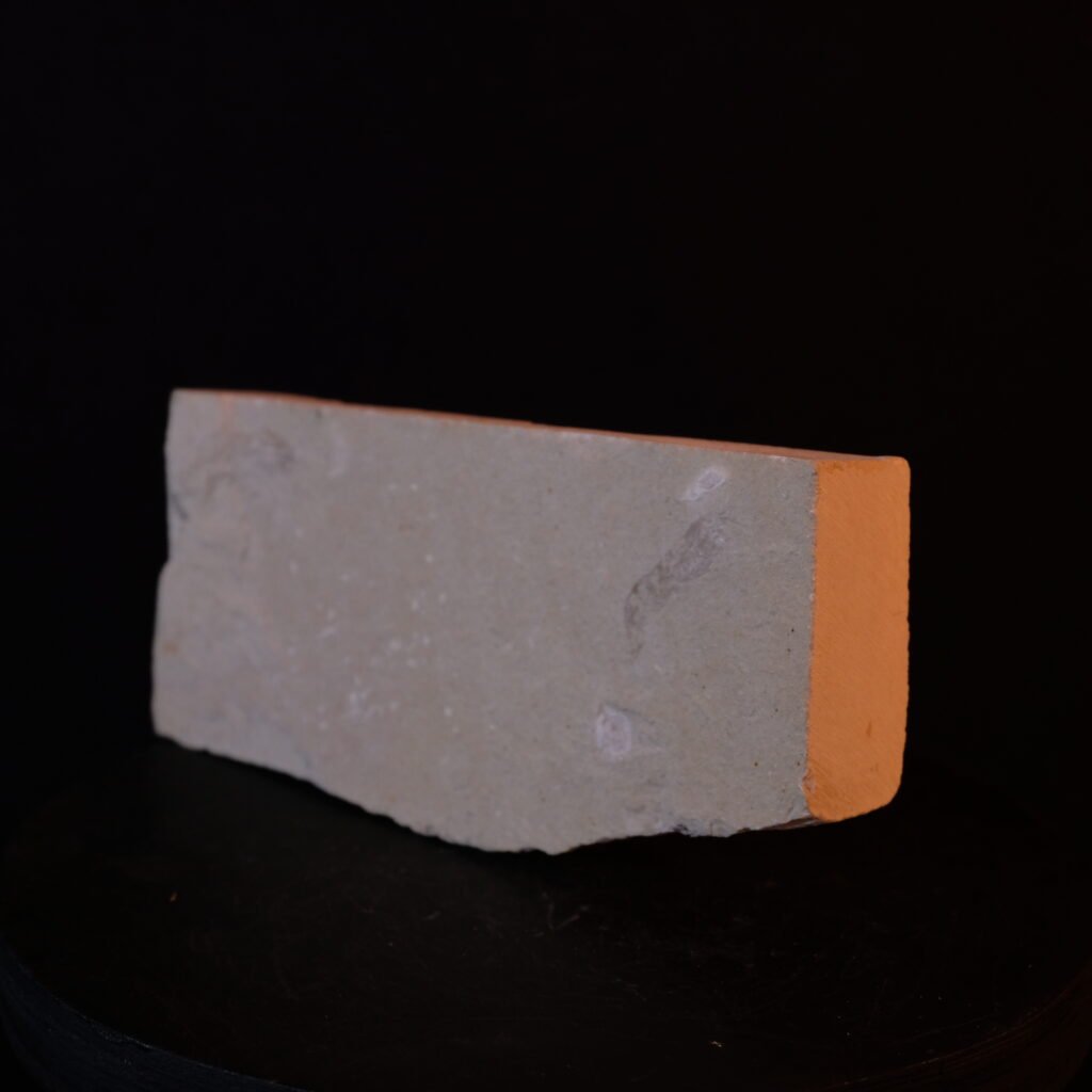 Garnele, fossil