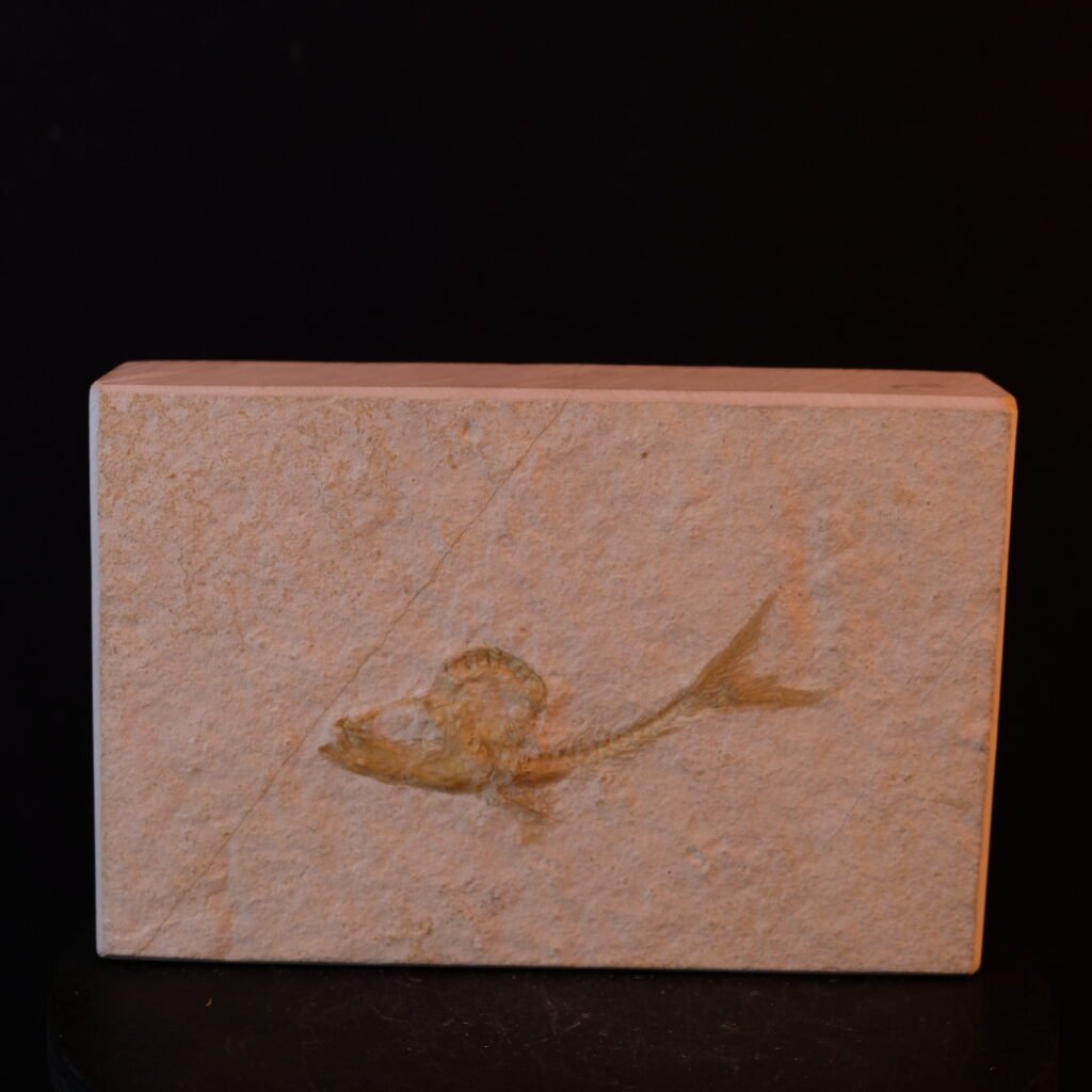 fossiler Fisch