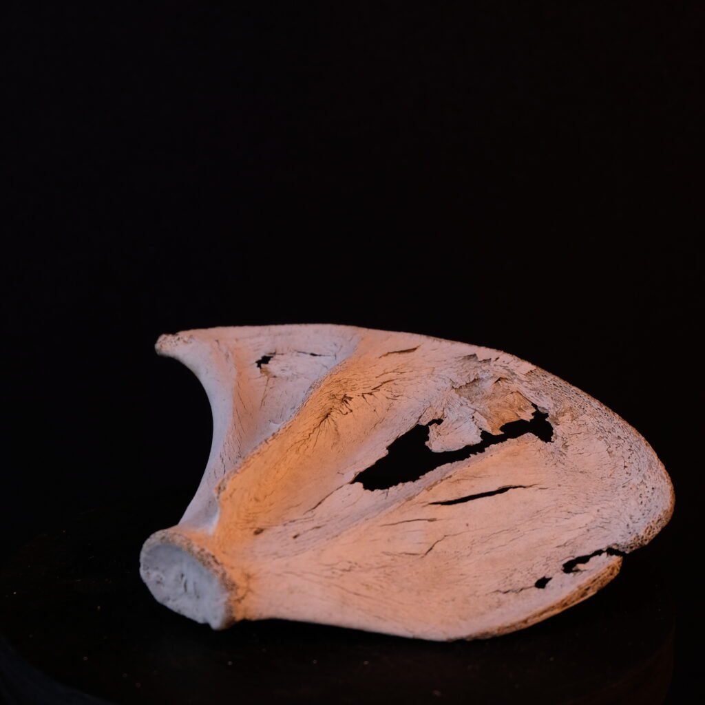 Schulterblatt