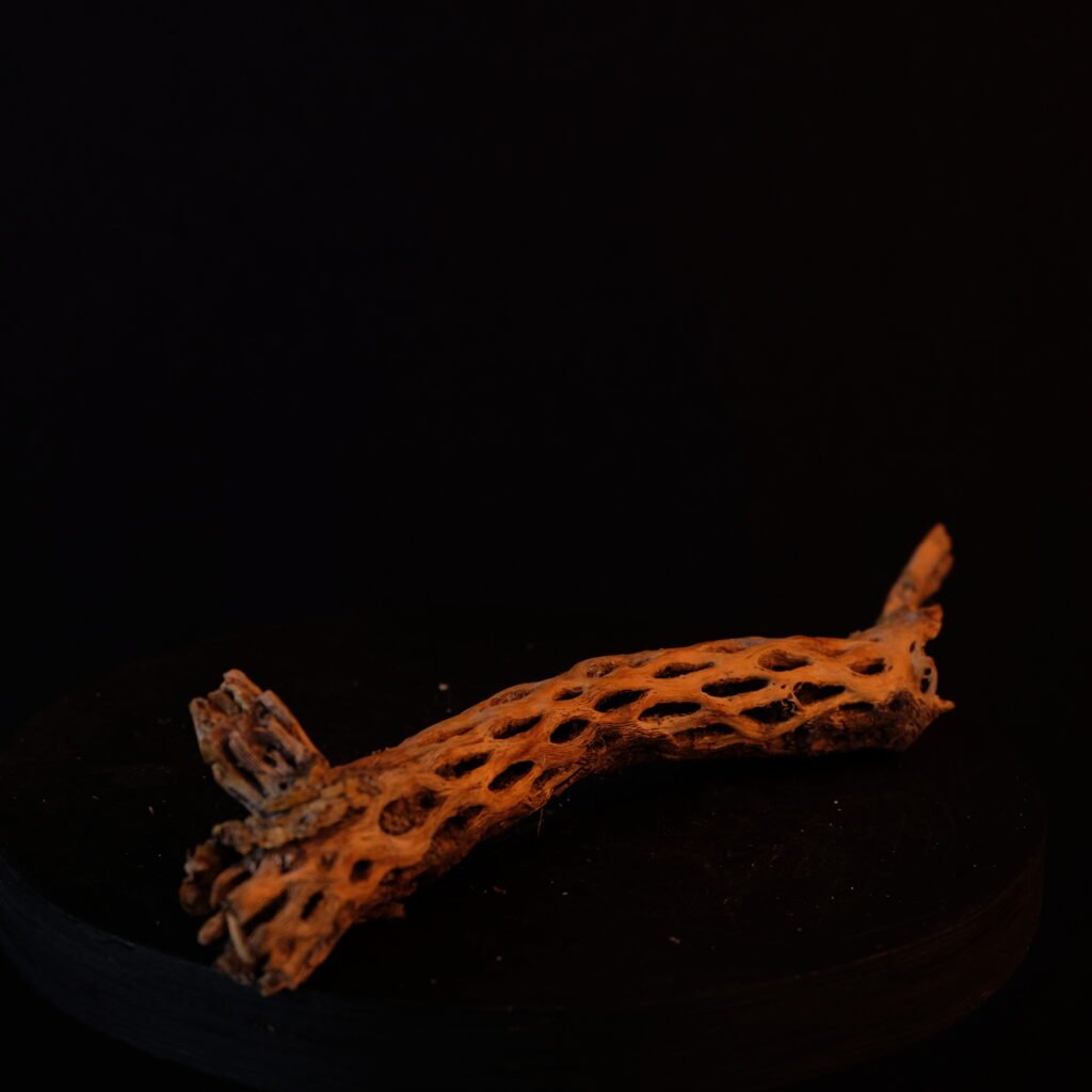 Kaktus-Skelett