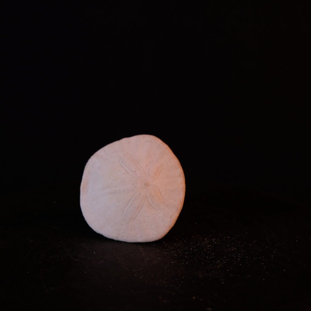 Seeigel, fossil