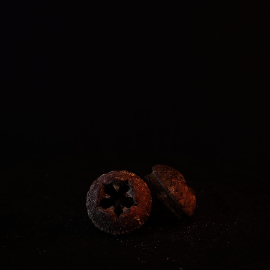 Eukalyptusfrüchte