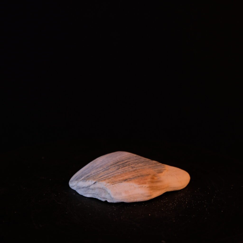 Muschelfragment