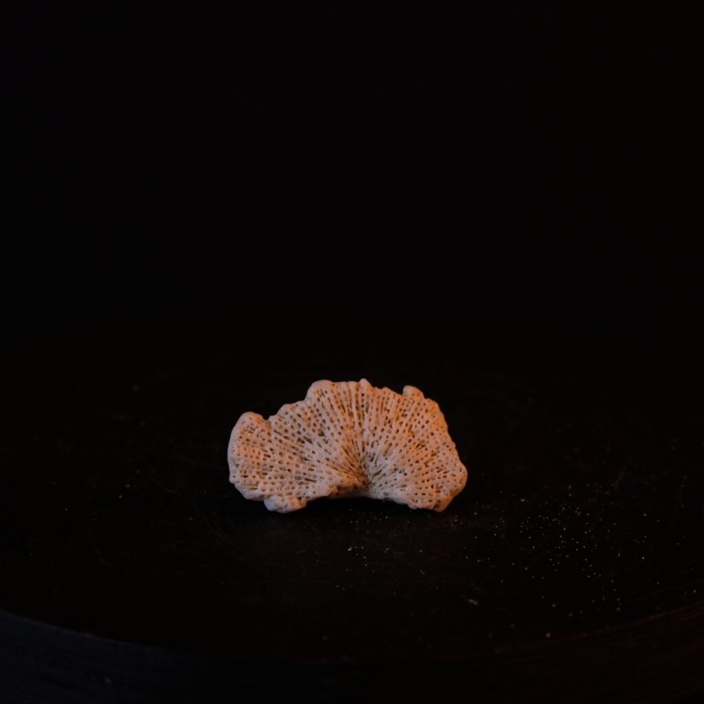 Korallen-Kalkskelett-Fragment