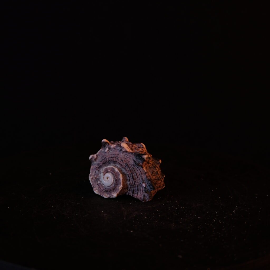 Schneckengehäuse