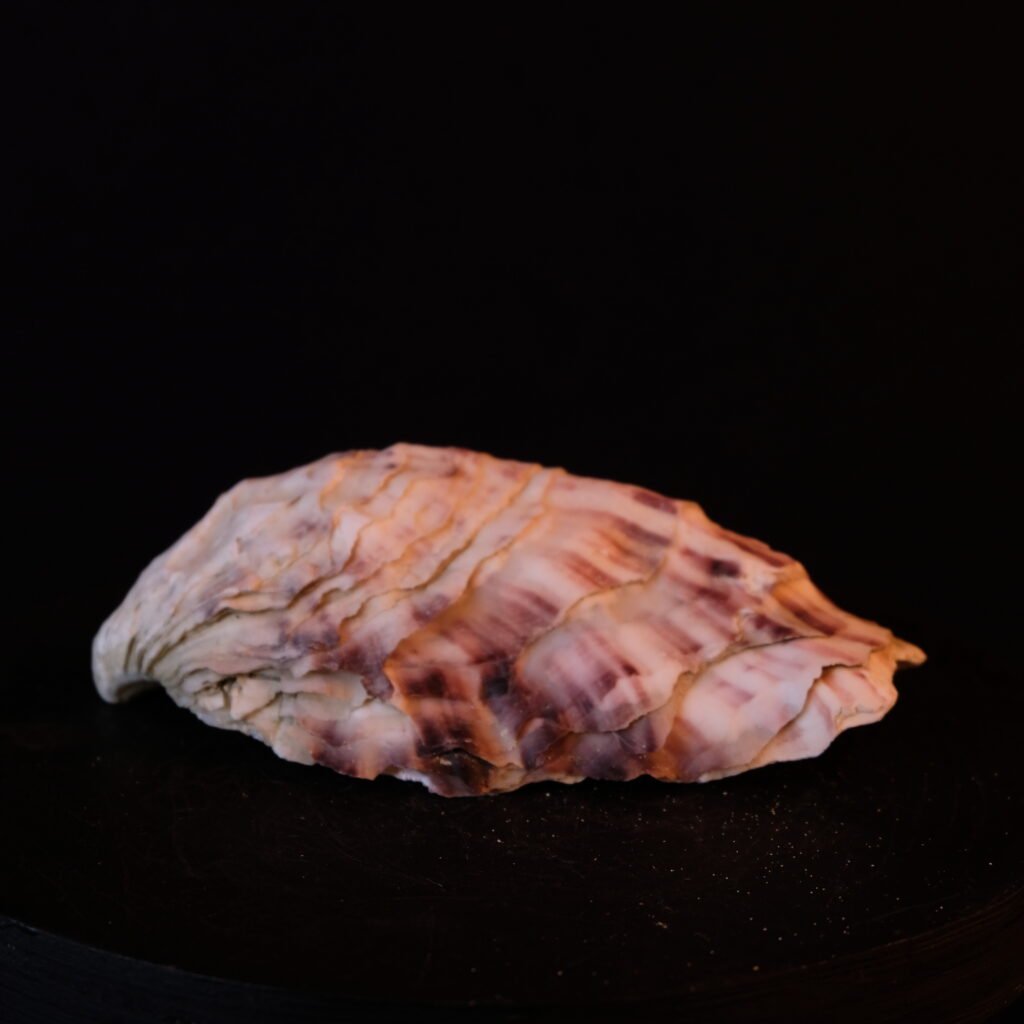 Muschelschale