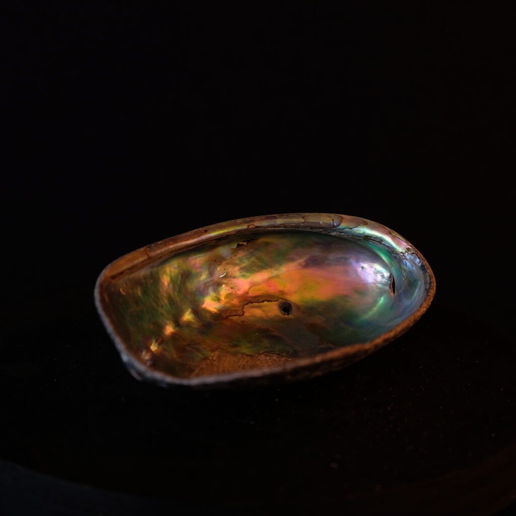 Muschelschale