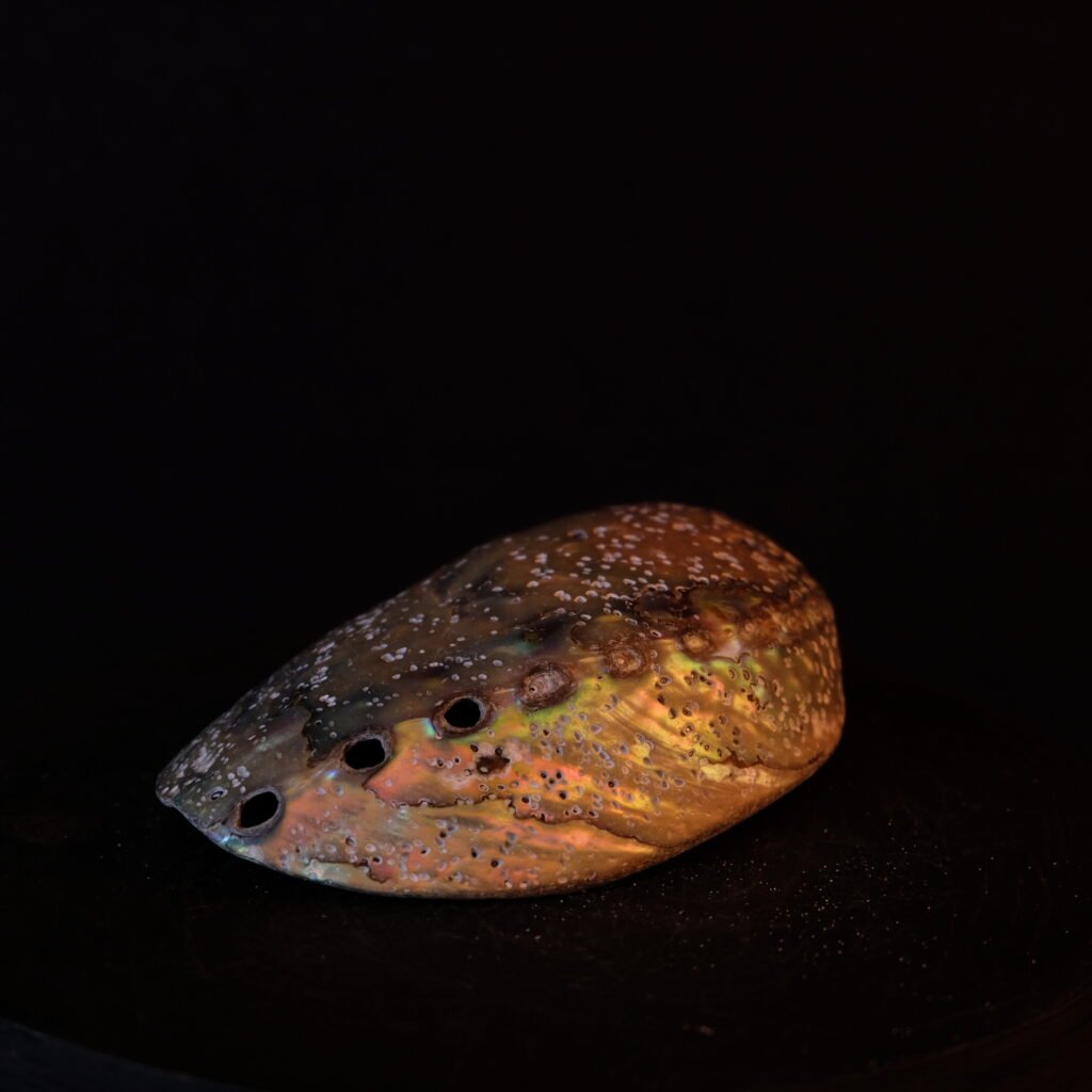 Muschelschale
