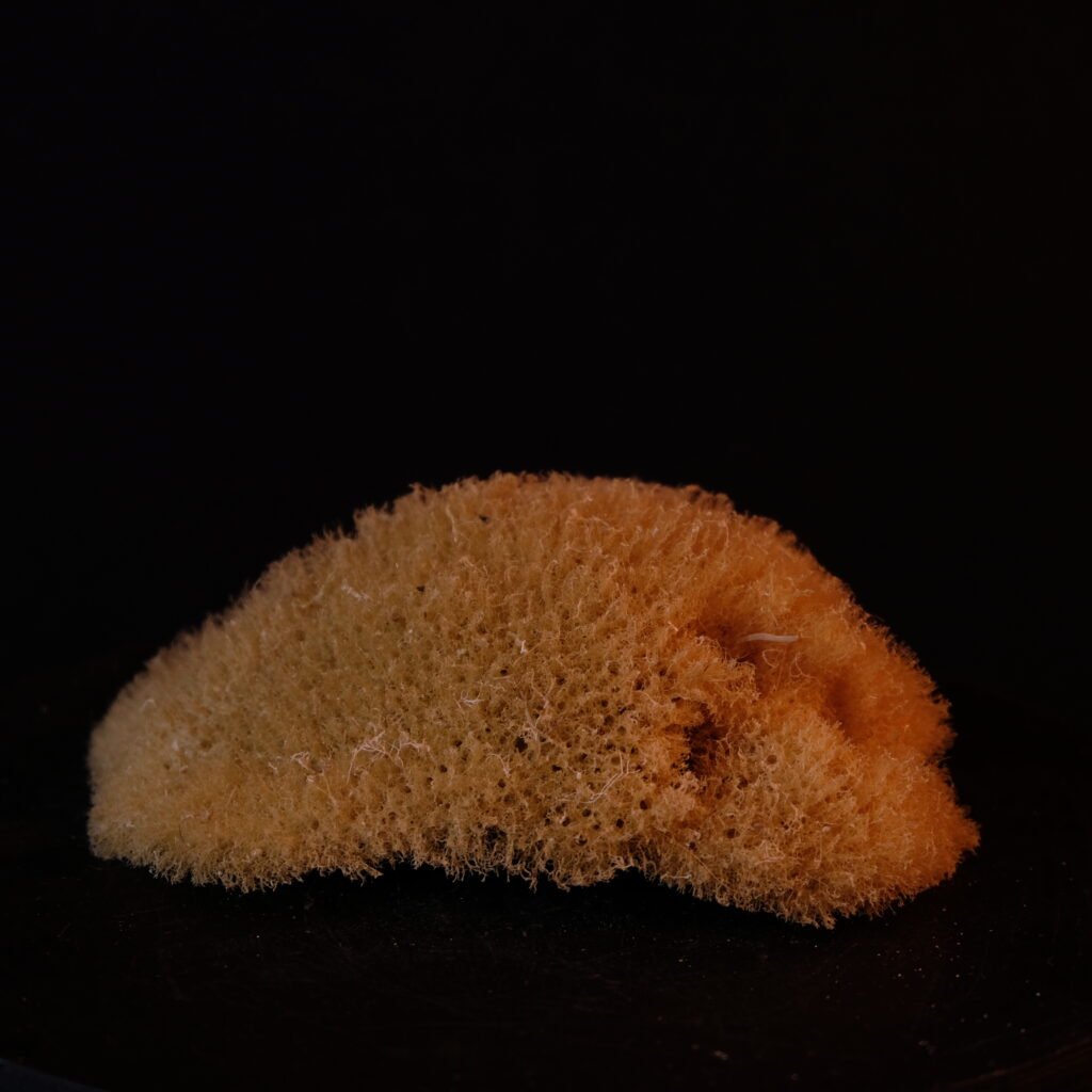 Naturschwamm