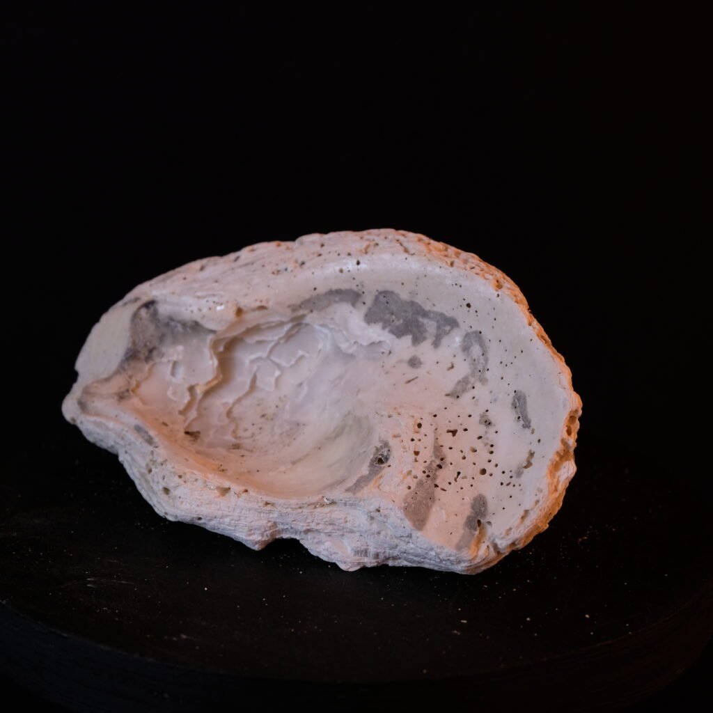 Muschelschale