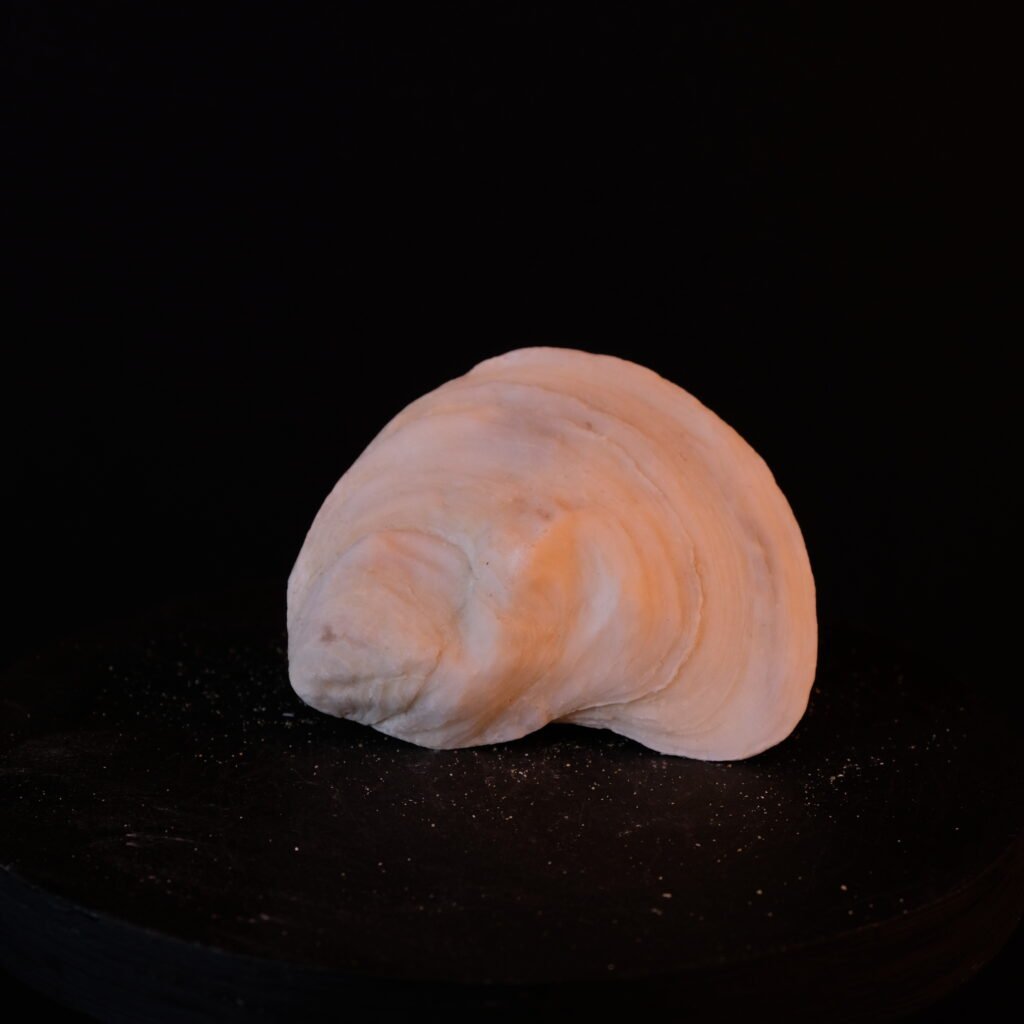Muschelschale