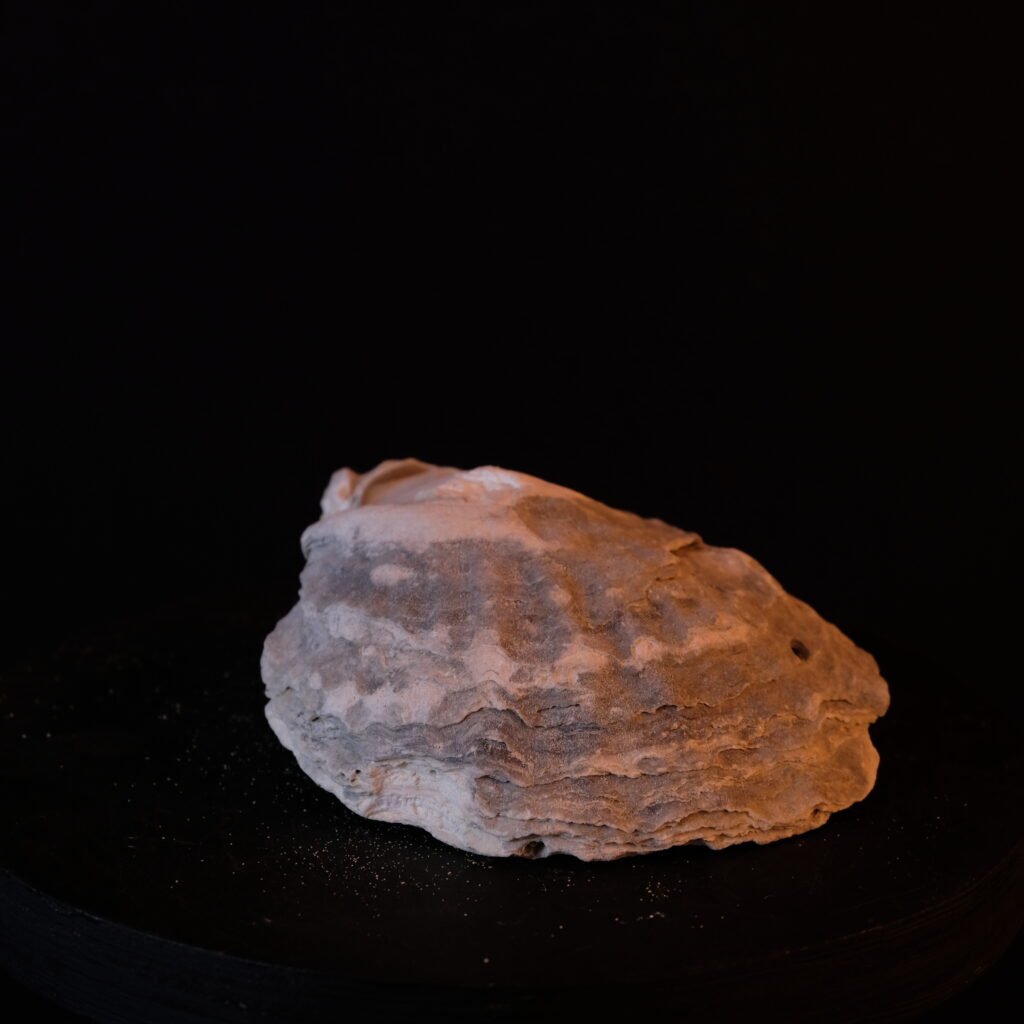 Muschelschale