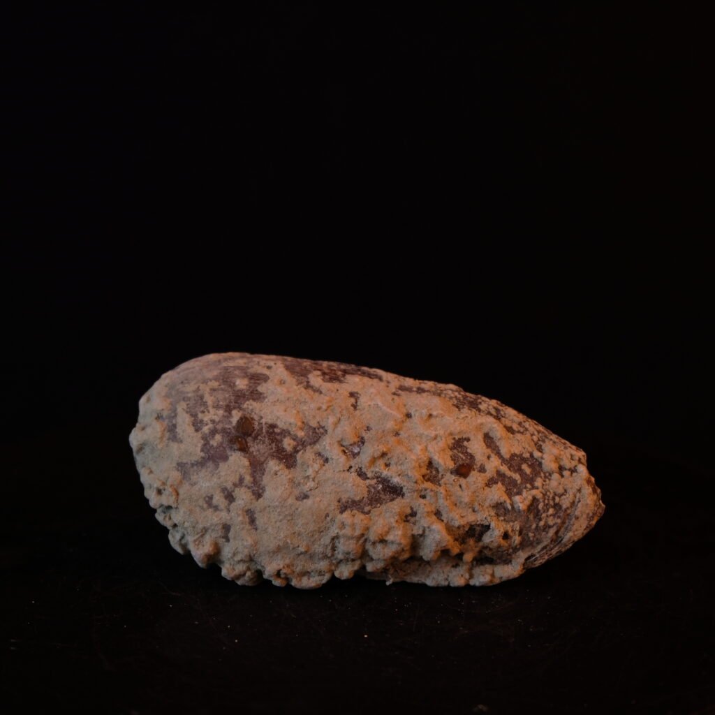 Muschelschale