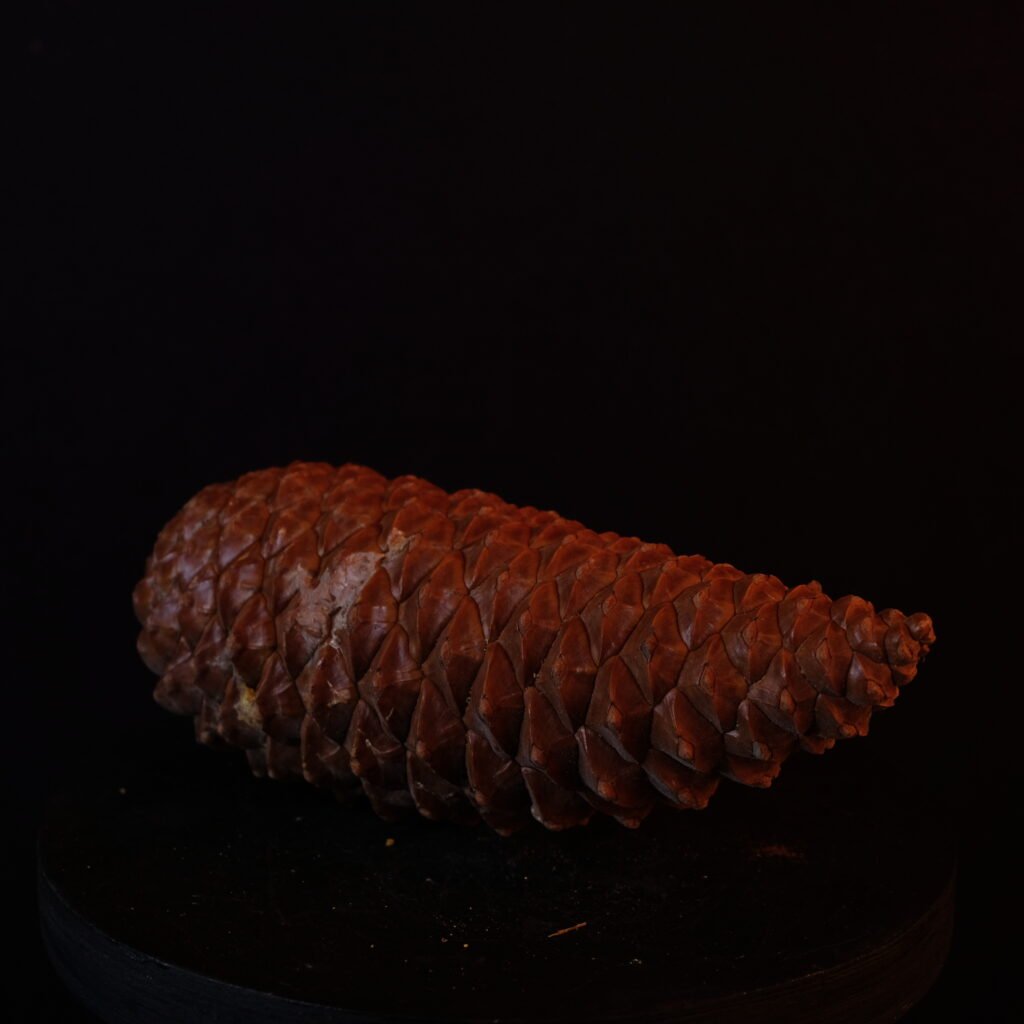 Tannenzapfen