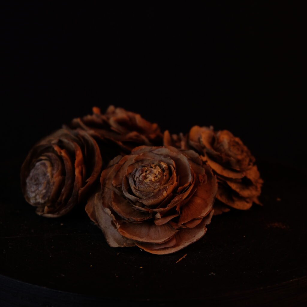 Rosenzapfen