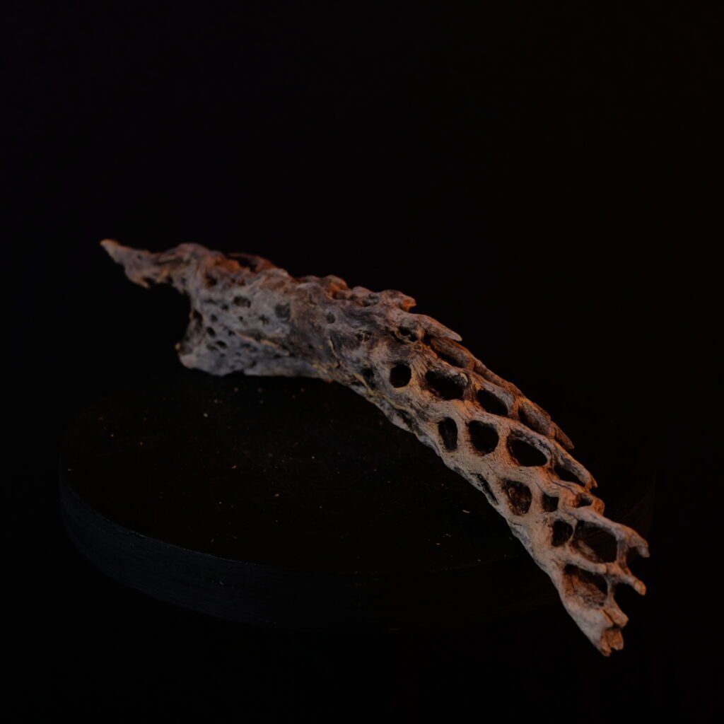 Kaktus-Skelett