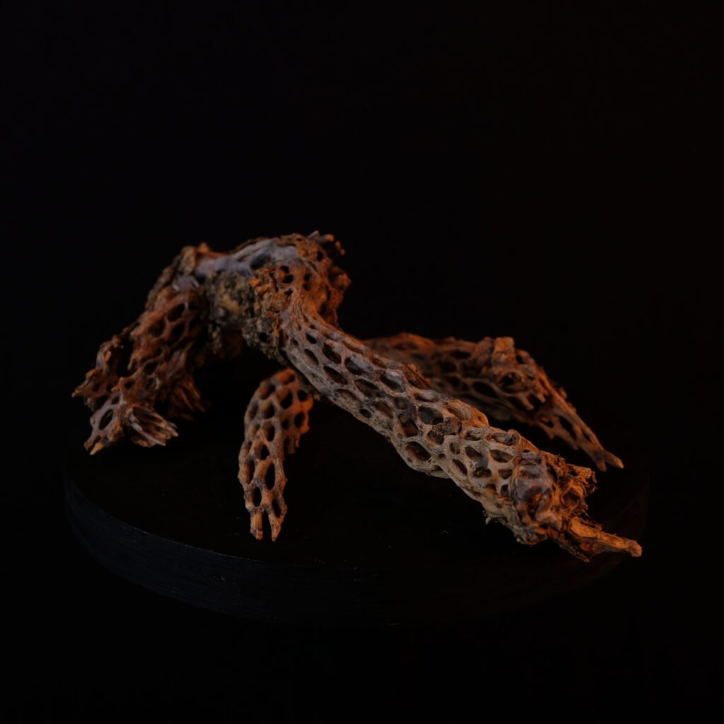 Kaktus-Skelett