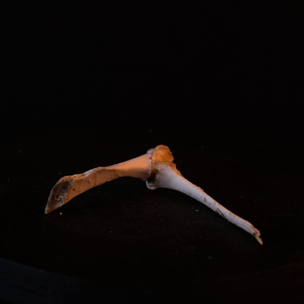 Knochen mit Gelenk