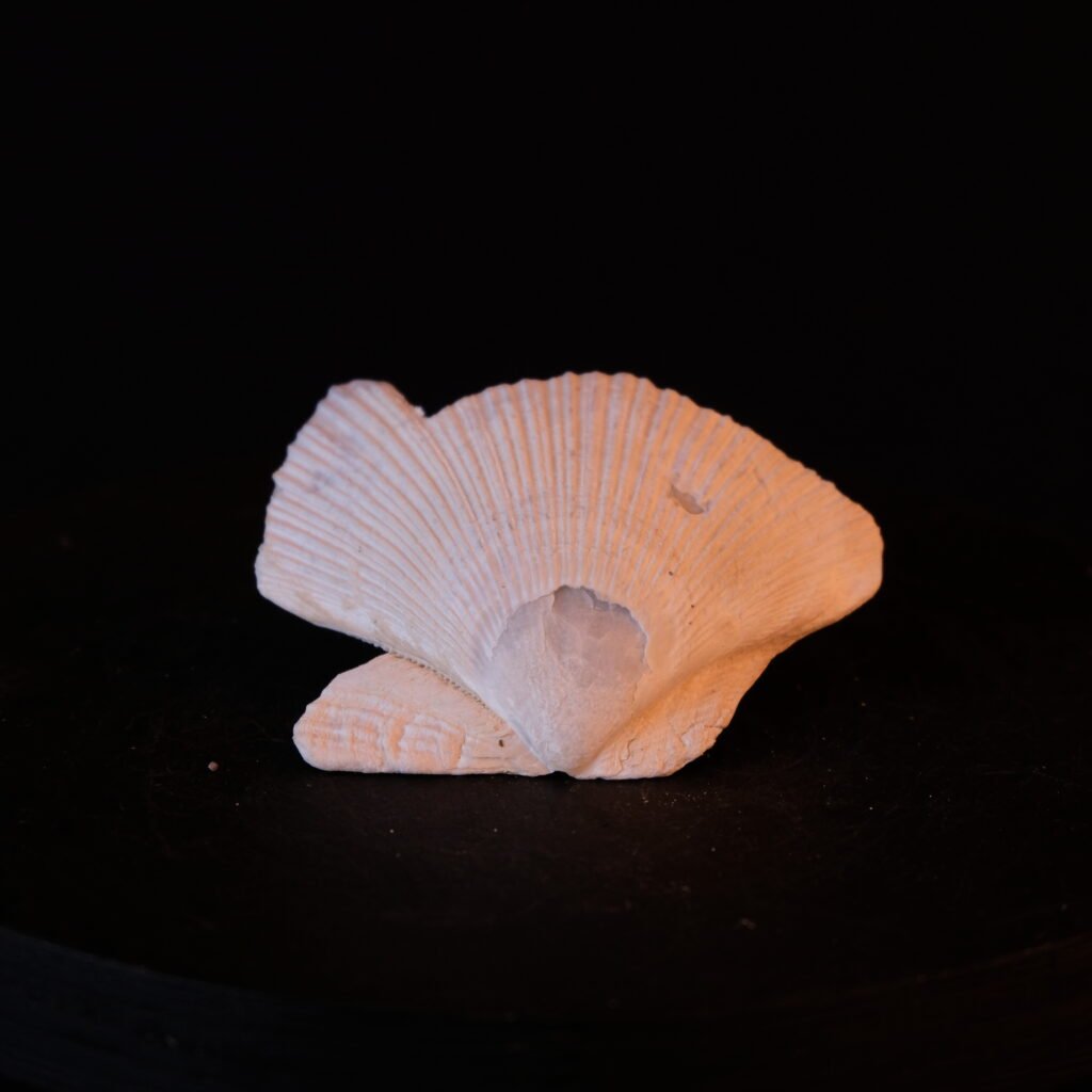 Muschelschale