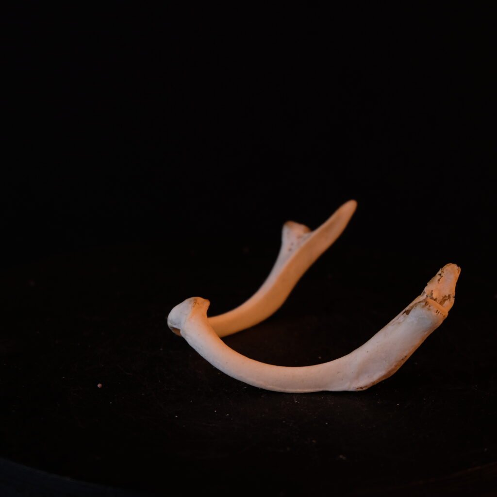 vmtl. Vogel-Schlüsselbein