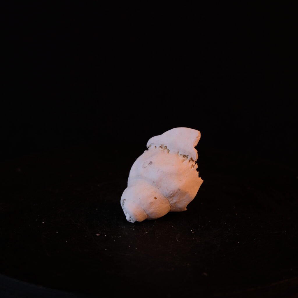Schneckengehäuse, Fragment