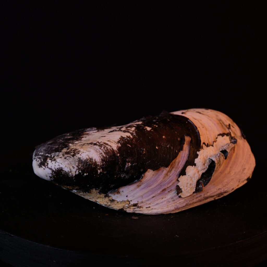 Miesmuschel